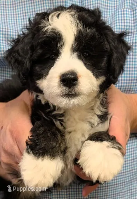 Mini Muffin – Miniature Bernedoodle puppy for sale in Menomonee Falls, WI