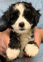Mini Muffin, a male Miniature Bernedoodle for sale in Menomonee Falls, WI – Photo 1 of 3
