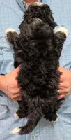 Mini Muffin, a male Miniature Bernedoodle for sale in Menomonee Falls, WI – Photo 3 of 3