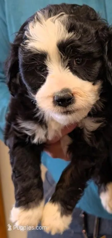 Mini Muffin – Miniature Bernedoodle puppy for sale in Menomonee Falls, WI