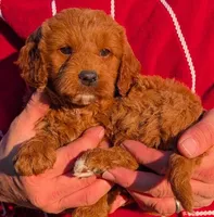 Petite mini Bianca, a female Miniature Goldendoodle for sale in Menomonee Falls, WI – Photo 2 of 3
