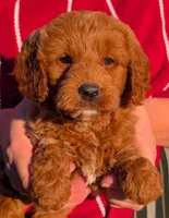 Petite mini Bianca, a female Miniature Goldendoodle for sale in Menomonee Falls, WI – Photo 1 of 3