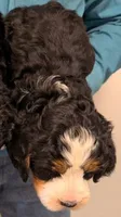 Mini Murdock, a male Miniature Bernedoodle for sale in Menomonee Falls, WI – Photo 2 of 2