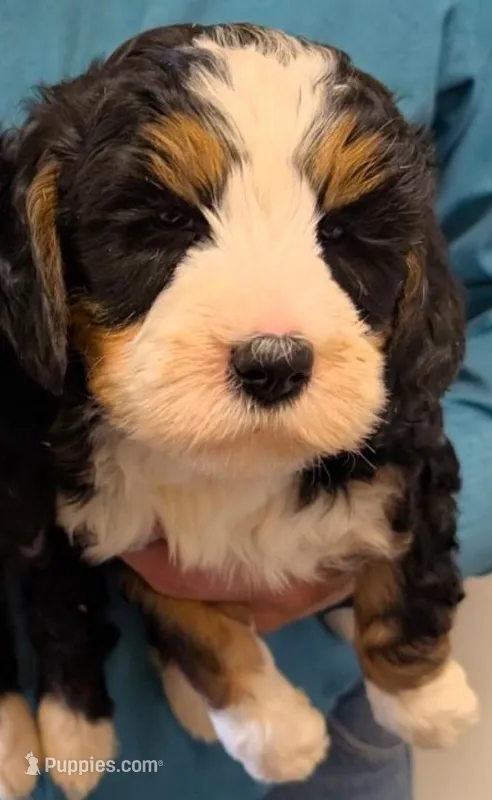 Mini Murdock – Miniature Bernedoodle puppy for sale in Menomonee Falls, WI