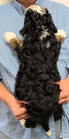 Mini Murdock, a male Miniature Bernedoodle for sale in Menomonee Falls, WI – Photo 3 of 3