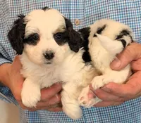 Mini Lester, a male Miniature Bernedoodle for sale in Menomonee Falls, WI – 2 of 3