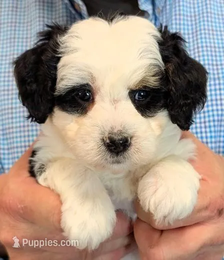 Mini Lester – Miniature Bernedoodle puppy for sale in Menomonee Falls, WI