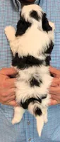Mini Lester, a male Miniature Bernedoodle for sale in Menomonee Falls, WI – 3 of 3