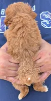 Teacup Dinah, a female Miniature Goldendoodle for sale in Menomonee Falls, WI – 3 of 3