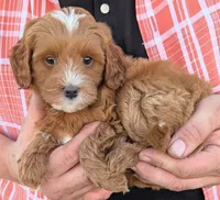 Petite mini Dalary, a male Miniature Goldendoodle for sale in Menomonee Falls, WI – 2 of 3