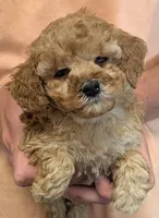 Teacup Tealy, a female Miniature Goldendoodle for sale in Menomonee Falls, WI – 2 of 3