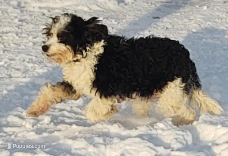 Mini Kyla – Miniature Bernedoodle puppy for sale in Menomonee Falls, WI