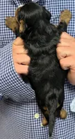 Mini Zayne, a male Miniature Bernedoodle for sale in Menomonee Falls, WI – 3 of 3