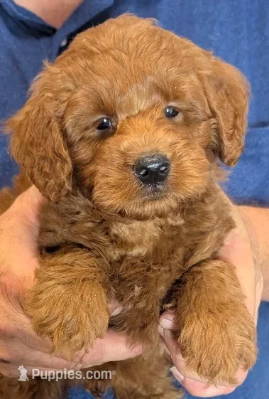 Mini Bryson – Miniature Goldendoodle puppy for sale in Menomonee Falls, WI
