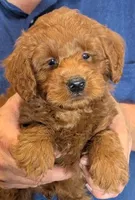 Mini Bryson, a male Miniature Goldendoodle for sale in Menomonee Falls, WI – 1 of 3