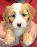 Mini Lyric, a female Miniature Bernedoodle for sale in Menomonee Falls, WI – 2 of 3