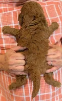 Mini Ballina, a female Miniature Goldendoodle for sale in Menomonee Falls, WI – 3 of 3