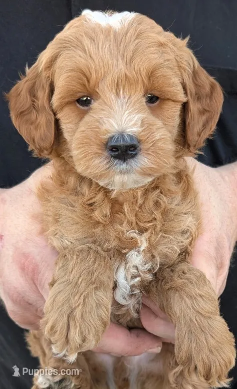 Petite mini Dutch – Miniature Goldendoodle puppy for sale in Menomonee Falls, WI