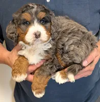 Mini Kyro, a male Miniature Bernedoodle for sale in Menomonee Falls, WI – 2 of 3