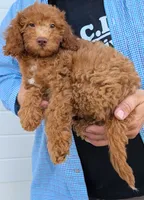 Mini Cyrus, a male Miniature Goldendoodle for sale in Menomonee Falls, WI – 2 of 3