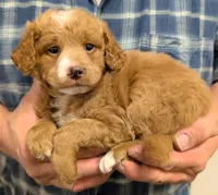 Petite Mini Odinn, a male Miniature Goldendoodle for sale in Menomonee Falls, WI – Photo 2 of 3