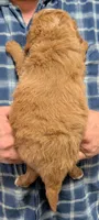 Petite Mini Odinn, a male Miniature Goldendoodle for sale in Menomonee Falls, WI – Photo 3 of 3