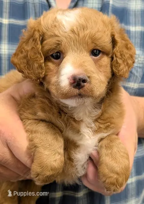 Petite Mini Odinn – Miniature Goldendoodle puppy for sale in Menomonee Falls, WI