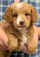 Petite Mini Odinn, a male Miniature Goldendoodle for sale in Menomonee Falls, WI – Photo 1 of 3
