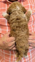 Petite mini Reina, a female Miniature Goldendoodle for sale in Menomonee Falls, WI – 3 of 3