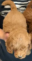 Mini Brecken, a male Miniature Goldendoodle for sale in Menomonee Falls, WI – 2 of 2