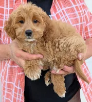Mini Clara, a female Miniature Goldendoodle for sale in Menomonee Falls, WI – 2 of 3