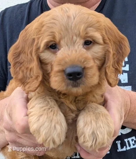 Mini Malarkey  – Miniature Goldendoodle puppy for sale in Menomonee Falls, WI