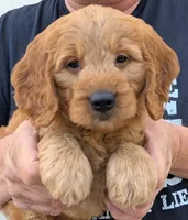 Mini Malarkey , a male Miniature Goldendoodle for sale in Menomonee Falls, WI – 1 of 3