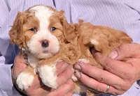 Mini Nora, a female Miniature Bernedoodle for sale in Menomonee Falls, WI – 2 of 3