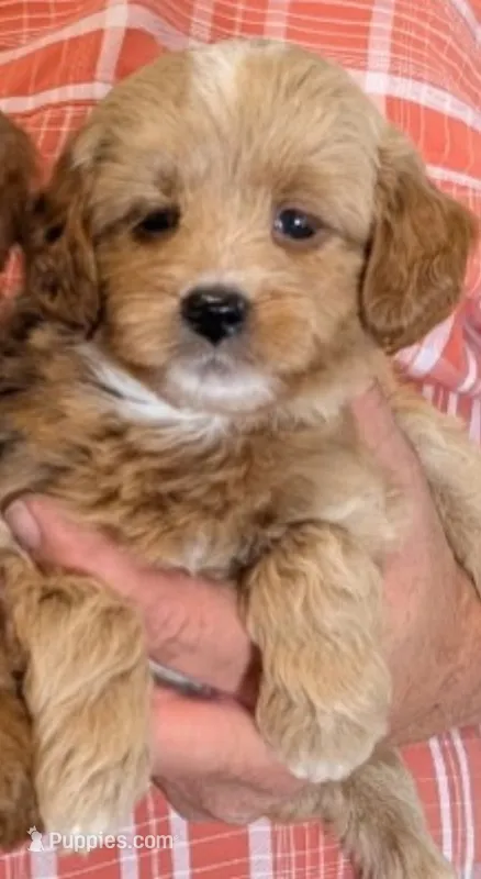Tiny petite Solei – Miniature Goldendoodle puppy for sale in Menomonee Falls, WI