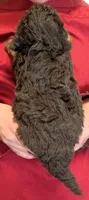 Teacup mini Sierra, a female Miniature Goldendoodle for sale in Menomonee Falls, WI – 3 of 3