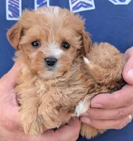 Teacup Dinah, a female Miniature Goldendoodle for sale in Menomonee Falls, WI – 2 of 3