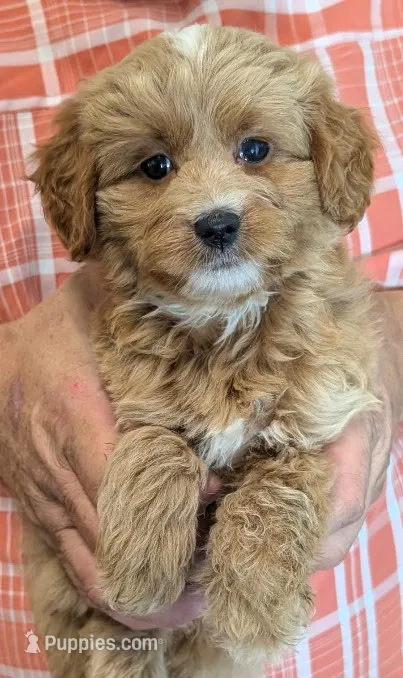 Tiny petite Solei – Miniature Goldendoodle puppy for sale in Menomonee Falls, WI