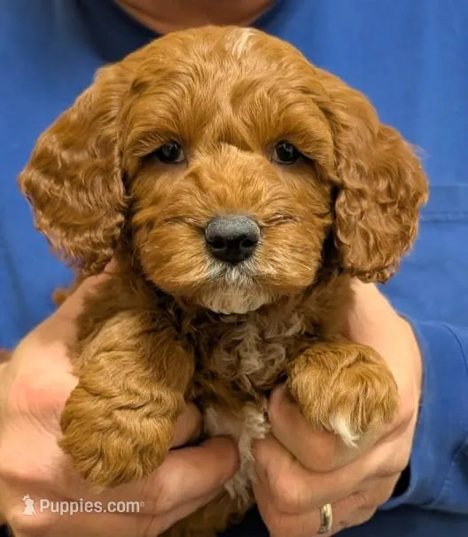 Petite mini Romeo – Miniature Goldendoodle puppy for sale in Menomonee Falls, WI
