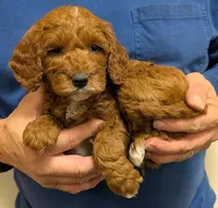 Petite mini Romeo, a male Miniature Goldendoodle for sale in Menomonee Falls, WI – Photo 2 of 3