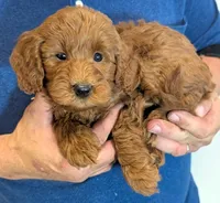 Mini Bellamy, a male Miniature Goldendoodle for sale in Menomonee Falls, WI – 2 of 3