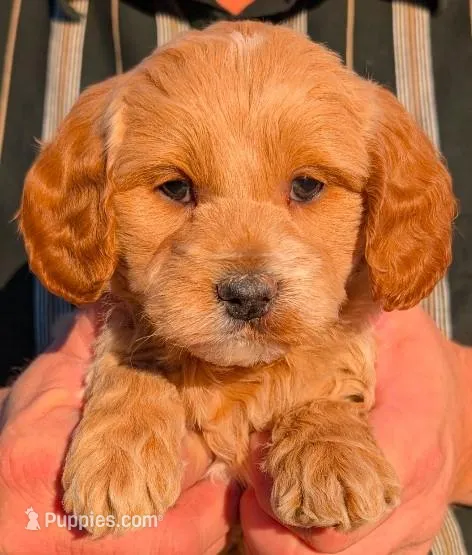 Petite mini Brisco – Miniature Goldendoodle puppy for sale in Menomonee Falls, WI