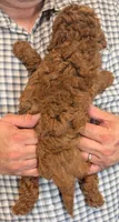 Teacup/petite Roscoe, a male Miniature Goldendoodle for sale in Menomonee Falls, WI – 3 of 3