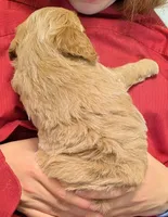 Petite mini Vayda, a female Miniature Goldendoodle for sale in Menomonee Falls, WI – 3 of 3