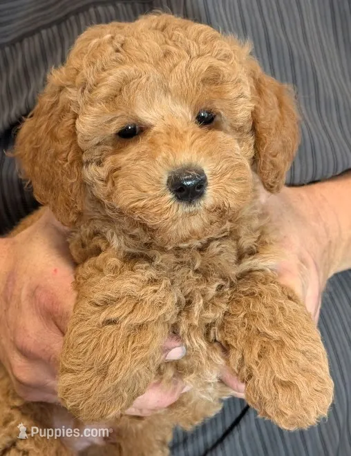 Mini Yale – Miniature Goldendoodle puppy for sale in Menomonee Falls, WI