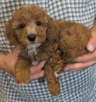 Petite Rio, a male Miniature Goldendoodle for sale in Menomonee Falls, WI – 2 of 3