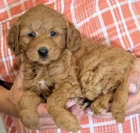 Petite Esra, a female Miniature Goldendoodle for sale in Menomonee Falls, WI – 2 of 3