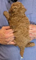 Teacup Ezekiel, a male Miniature Goldendoodle for sale in Menomonee Falls, WI – 3 of 3
