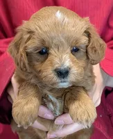 Teacup mini Scarlett, a female Miniature Goldendoodle for sale in Menomonee Falls, WI – 2 of 3