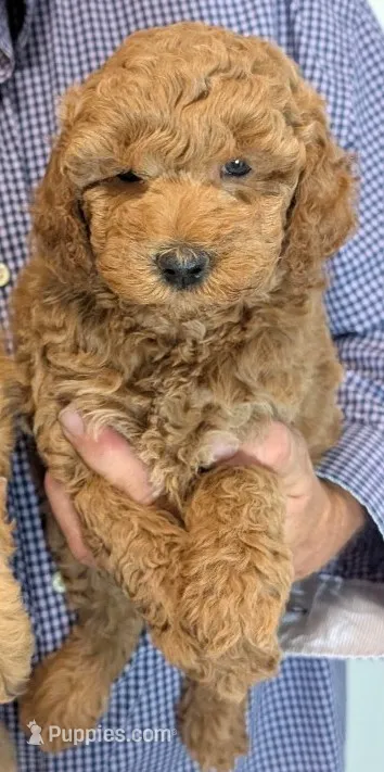 Mini Yale – Miniature Goldendoodle puppy for sale in Menomonee Falls, WI